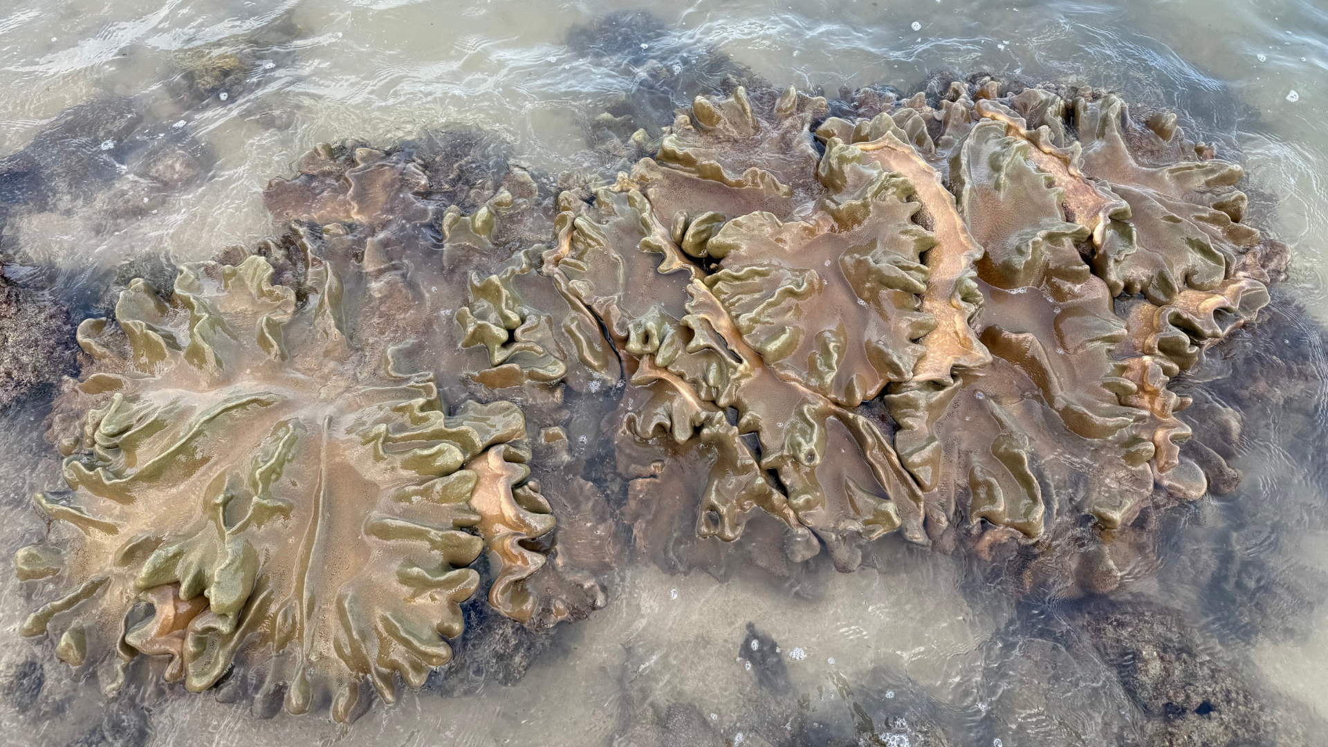 Pages in Marine Invertebrates